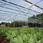 千葉市緑区ソーラシェアリング実証実験場